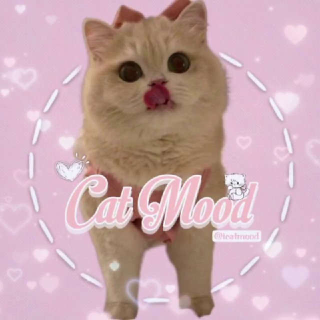 کانال Cat mood | کت موود