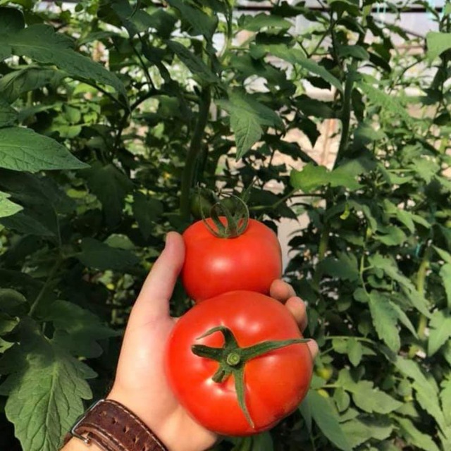 کانال کشاورزی جهانی| Global Agro