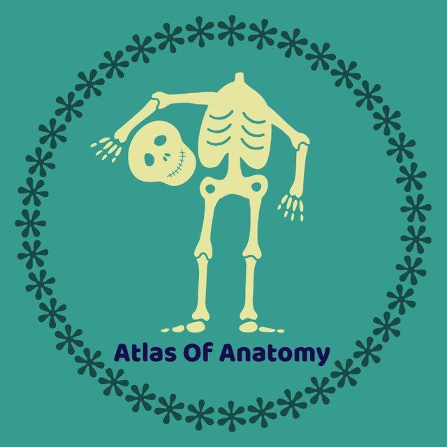 کانال Atlas Of Anatomy | آموزش آناتومی