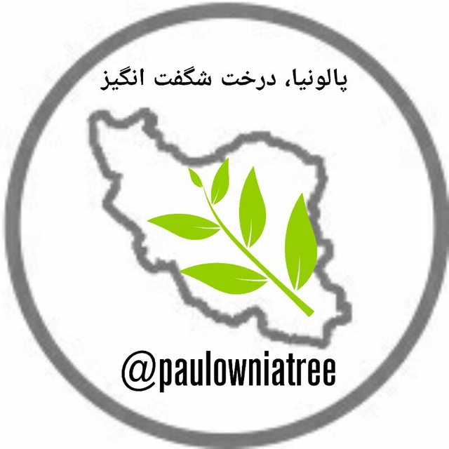 کانال پالونیا درخت شگفت انگیز
