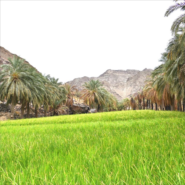 کانال بلوچستانی ها