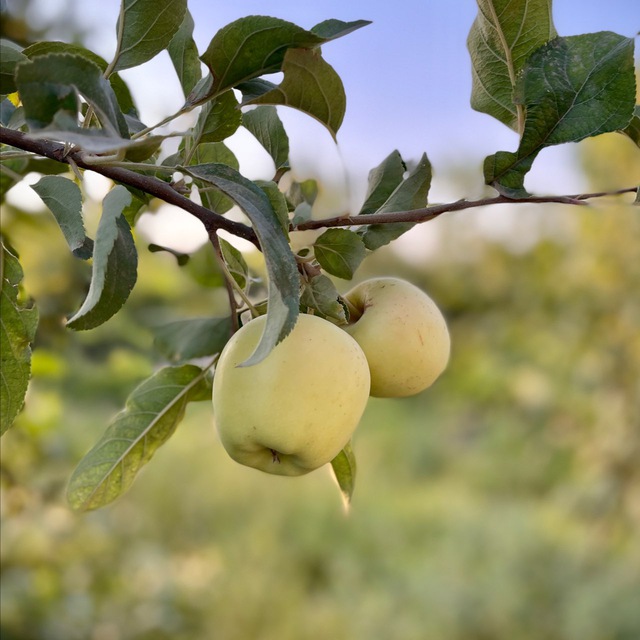 کانال گوود لایف | goodlife