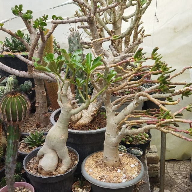 کانال کاکتوس آذربایجان